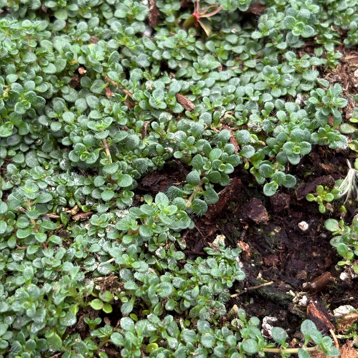 Elfin Creeping Thyme - Image 2