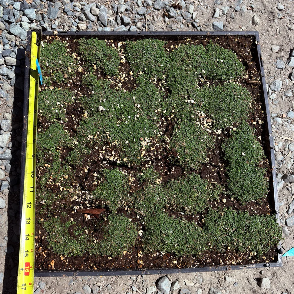 Elfin Creeping Thyme - Image 3