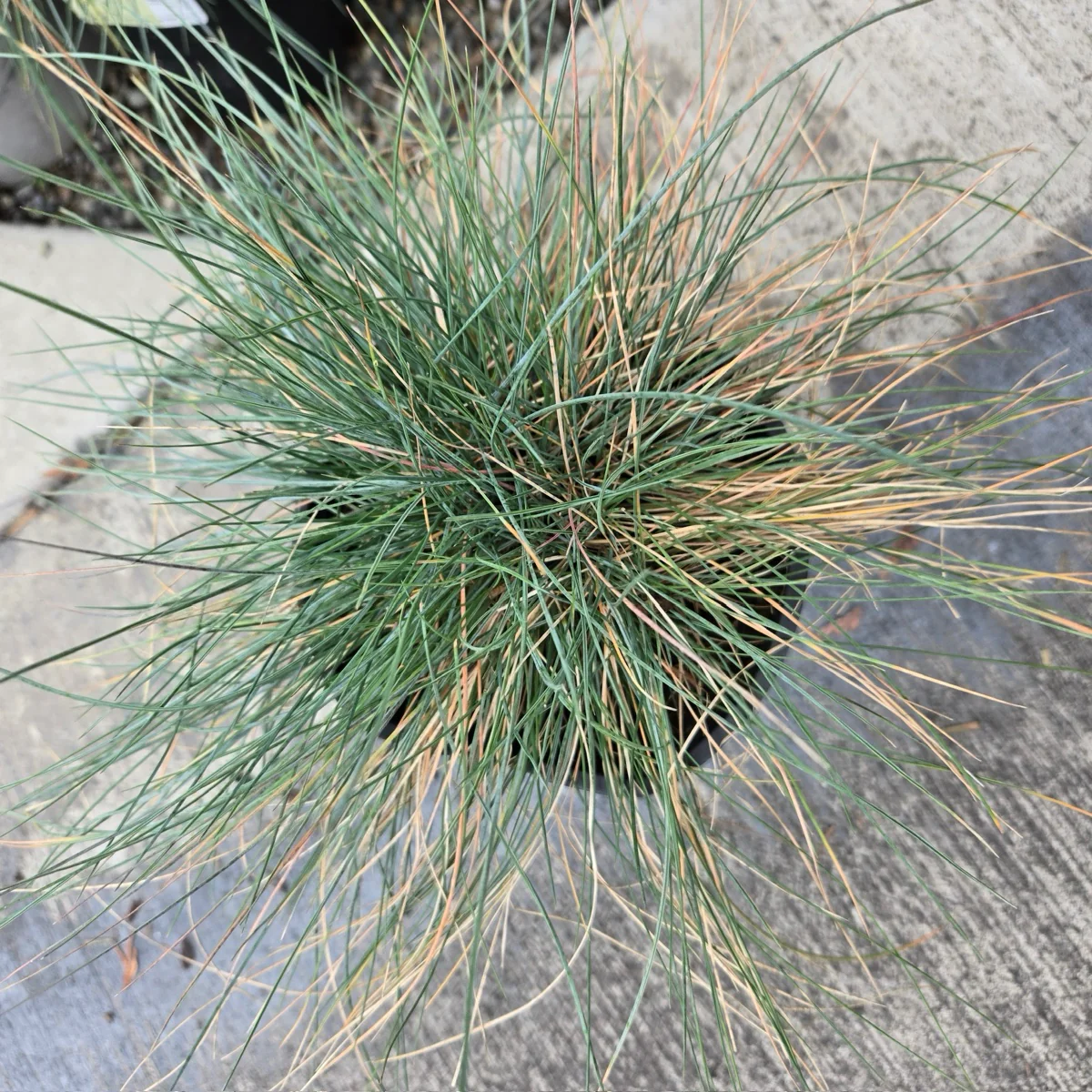 Elijah Blue Common Blue Fescue - Image 2