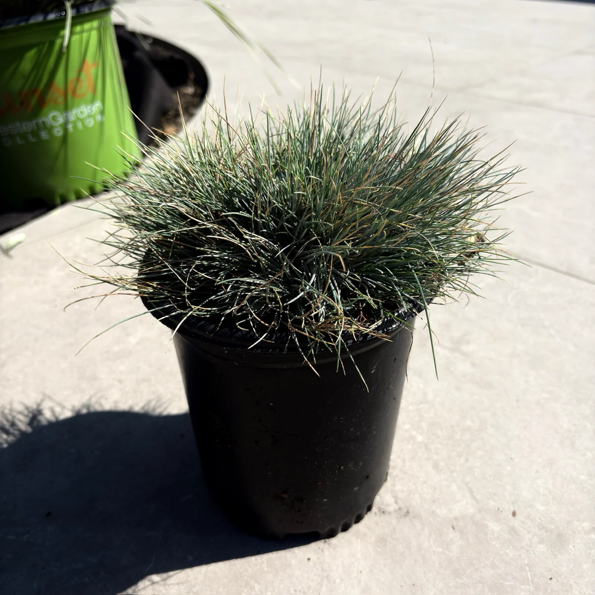Elijah Blue Common Blue Fescue - Image 3