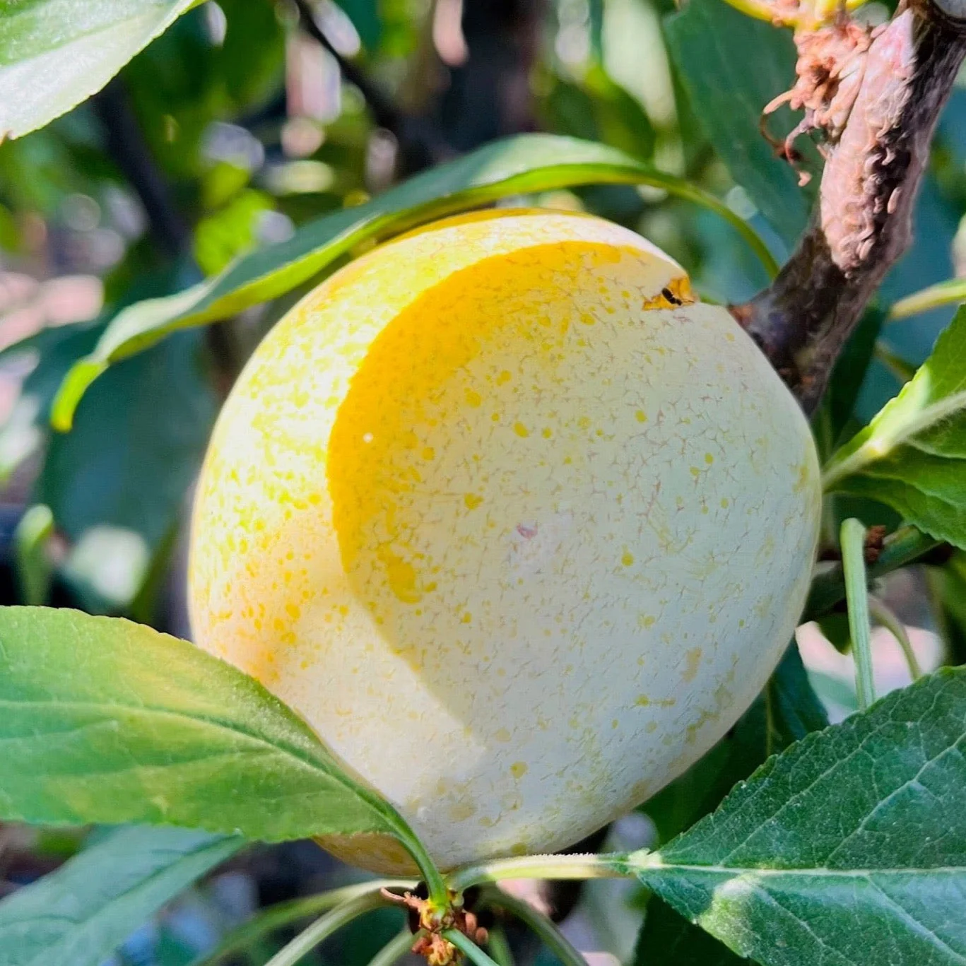 Emerald Beaut Japanese Plum