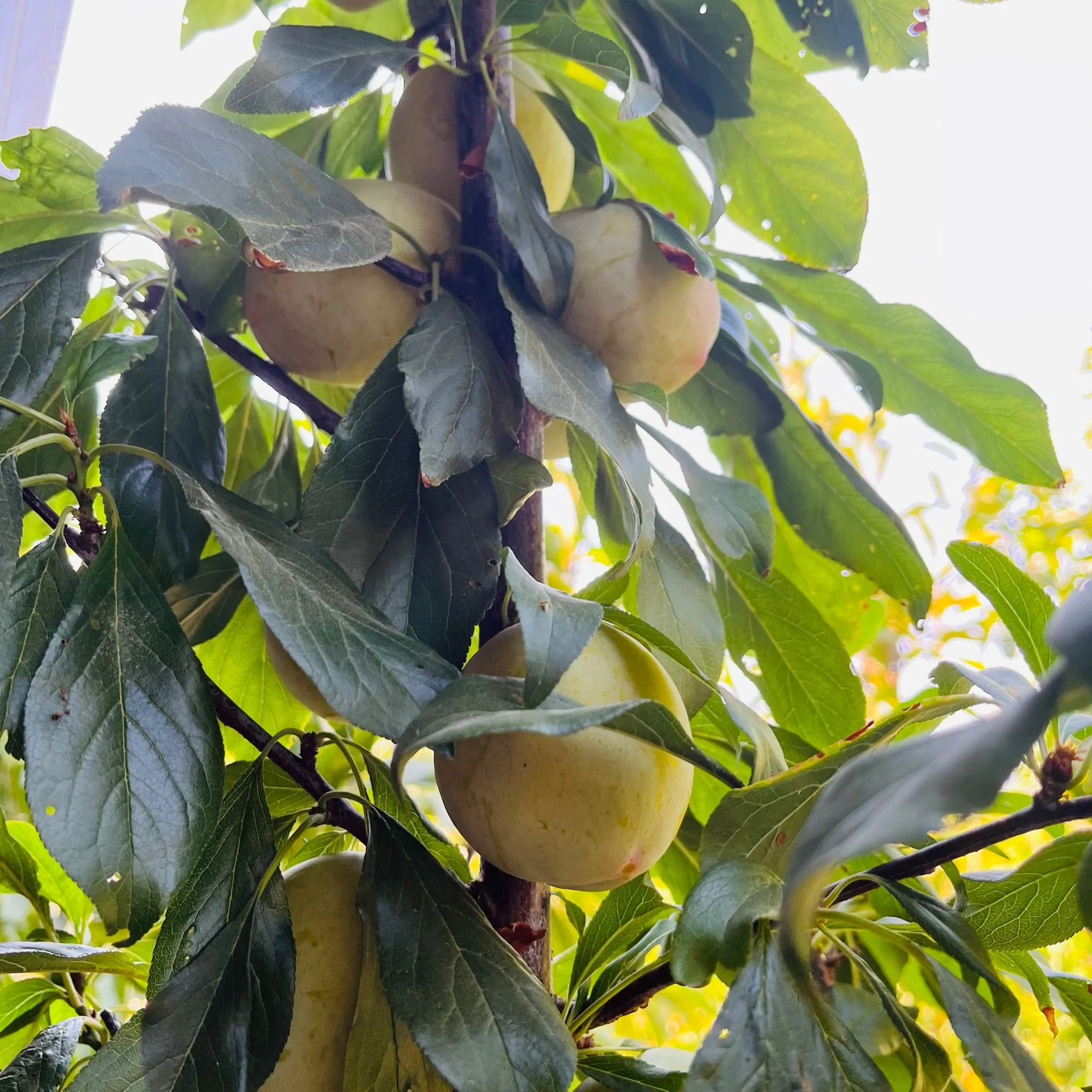 Emerald Beaut Japanese Plum - Image 3