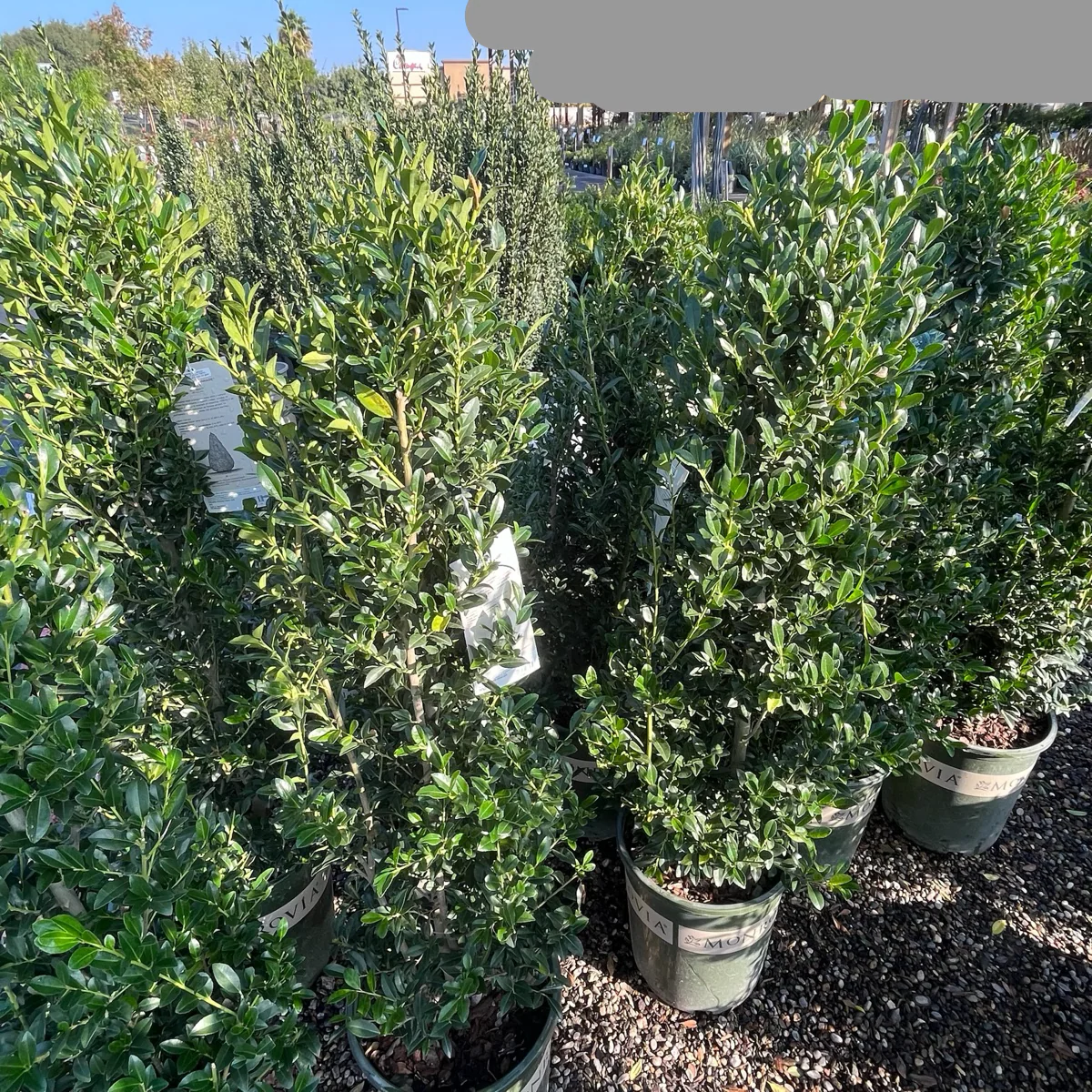 Emerald Colonnade Holly - Image 1