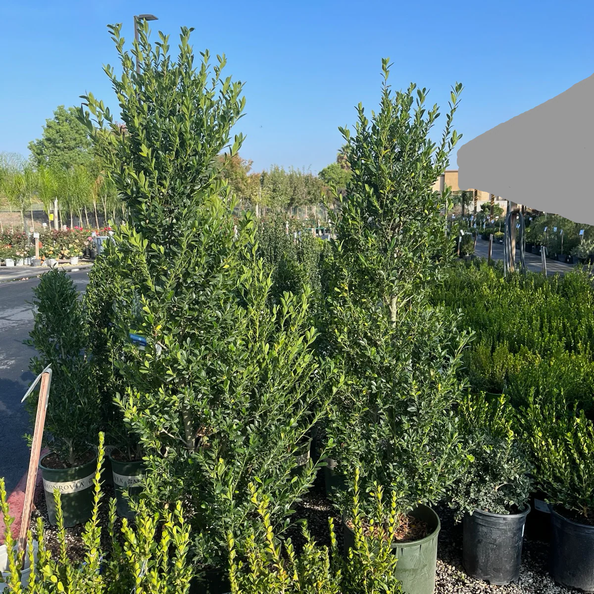 Emerald Colonnade Holly - Image 3
