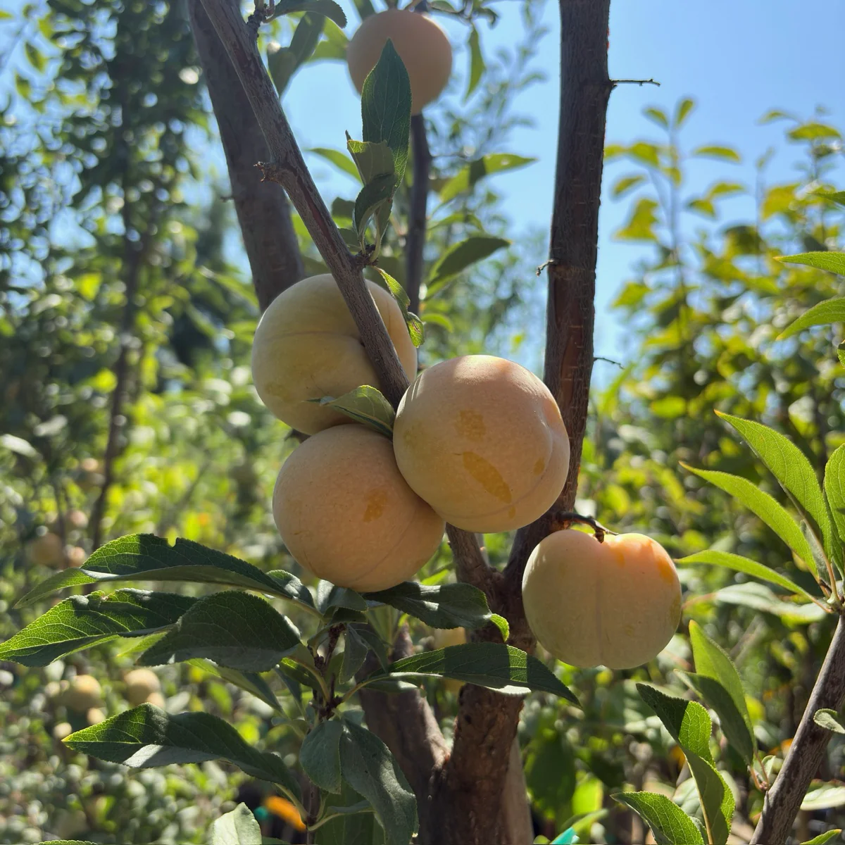 Emerald Drop Pluot - Image 1