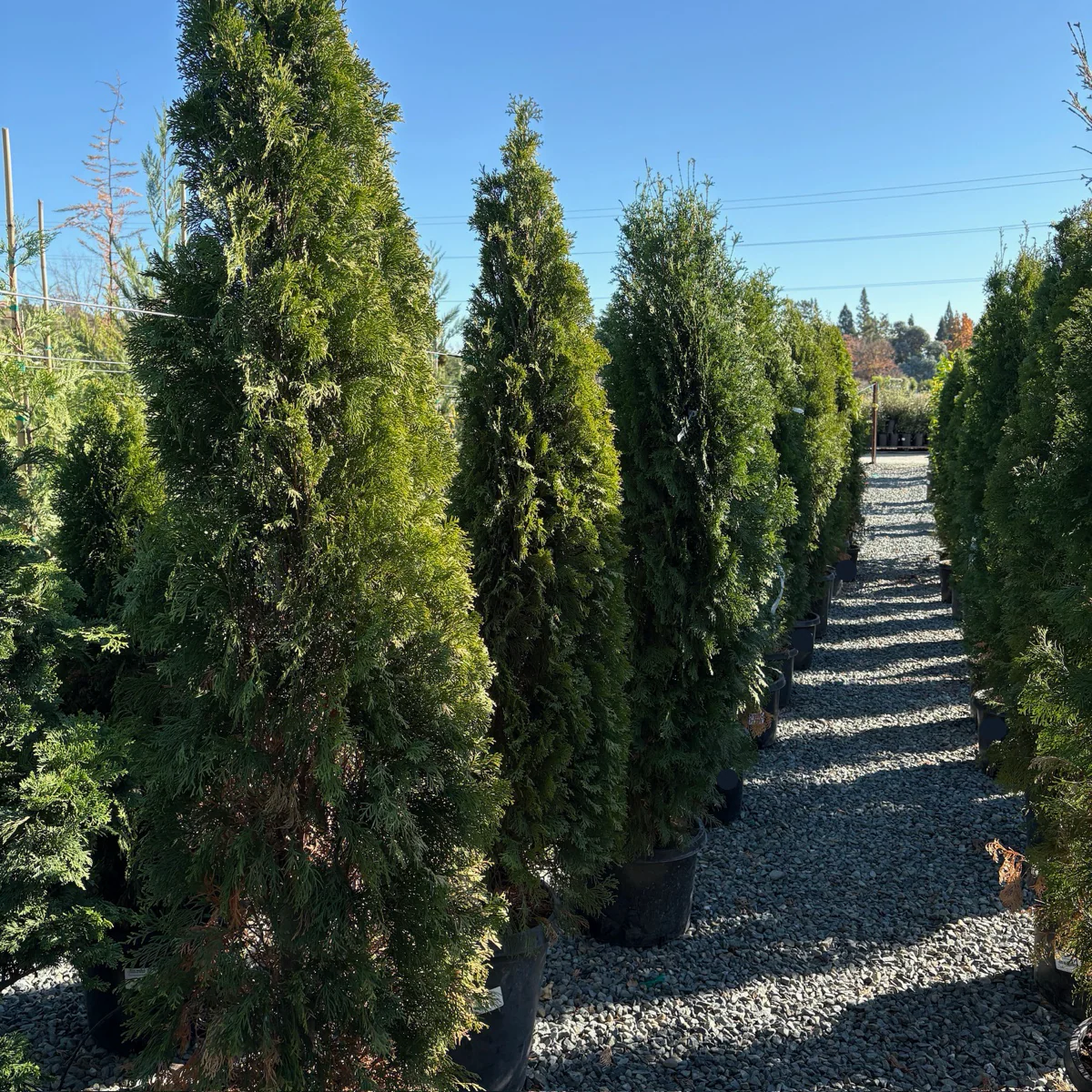 Emerald Green Arborvitae - Image 1