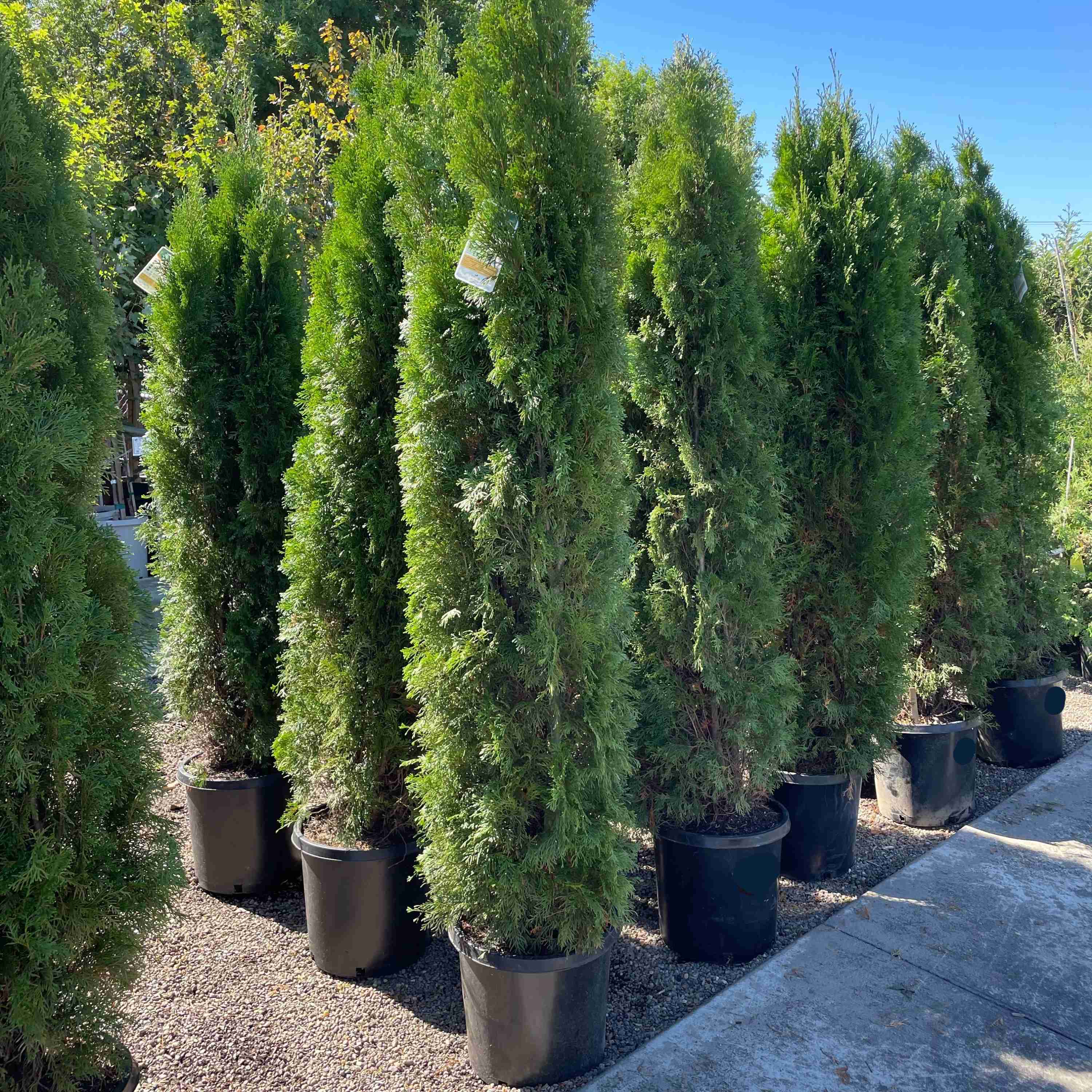 Emerald Green Arborvitae - Image 2