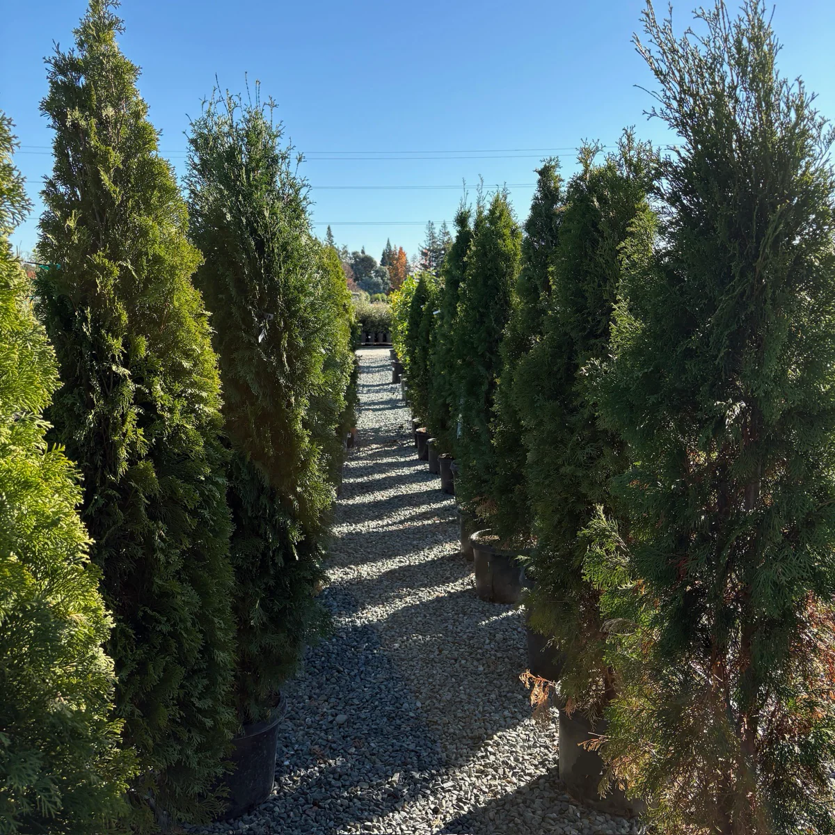 Emerald Green Arborvitae - Image 3