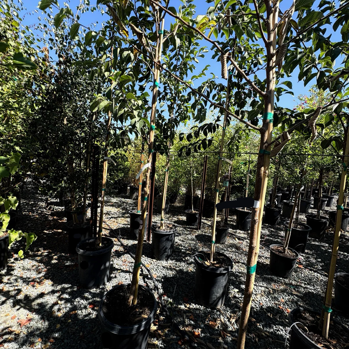 Emerald Sunshine Chinese Elm - Image 1