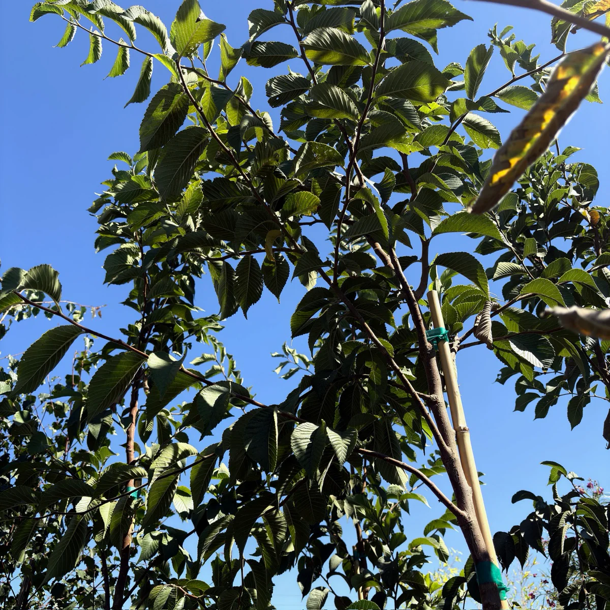 Emerald Sunshine Chinese Elm - Image 2