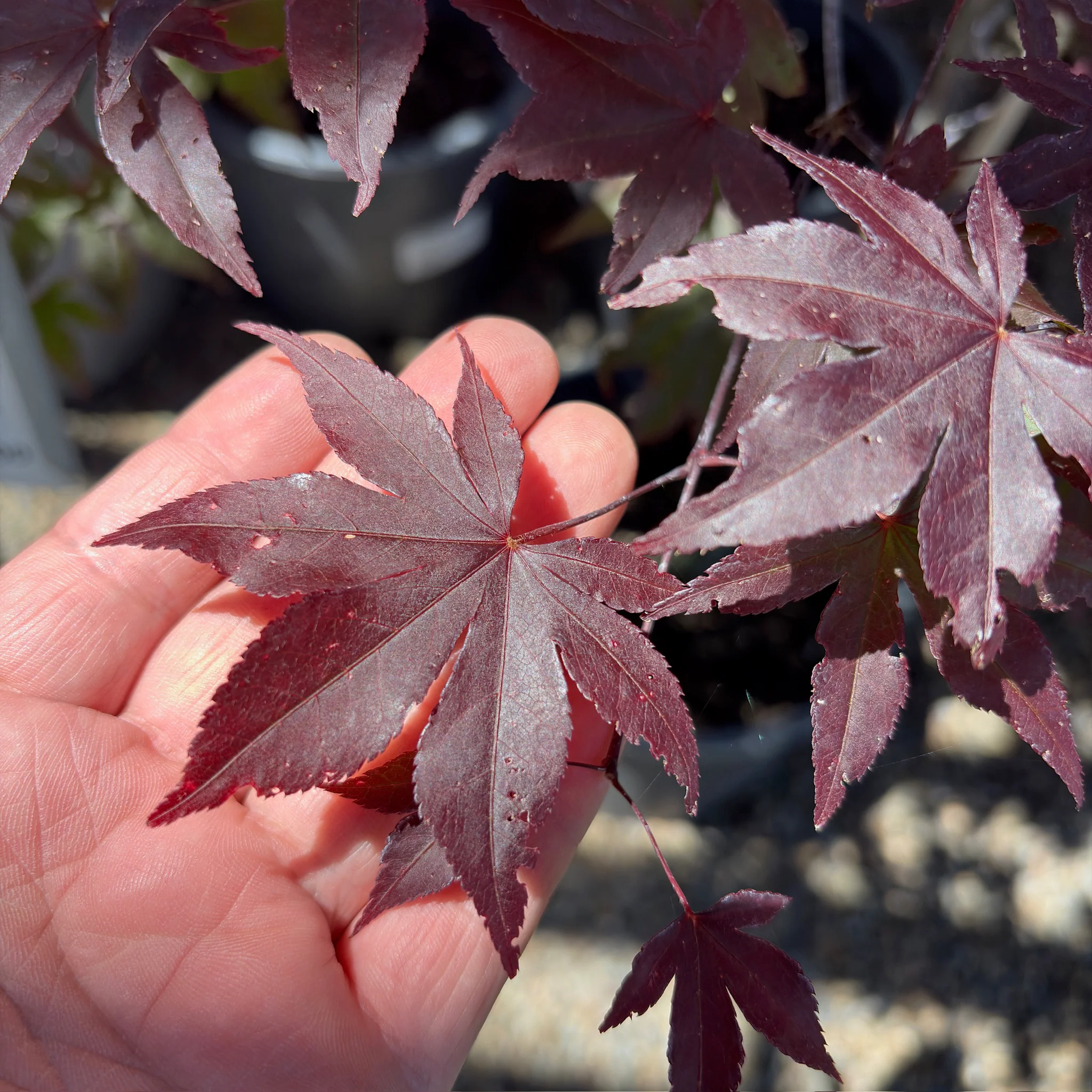 Emperor One Japanese Maple