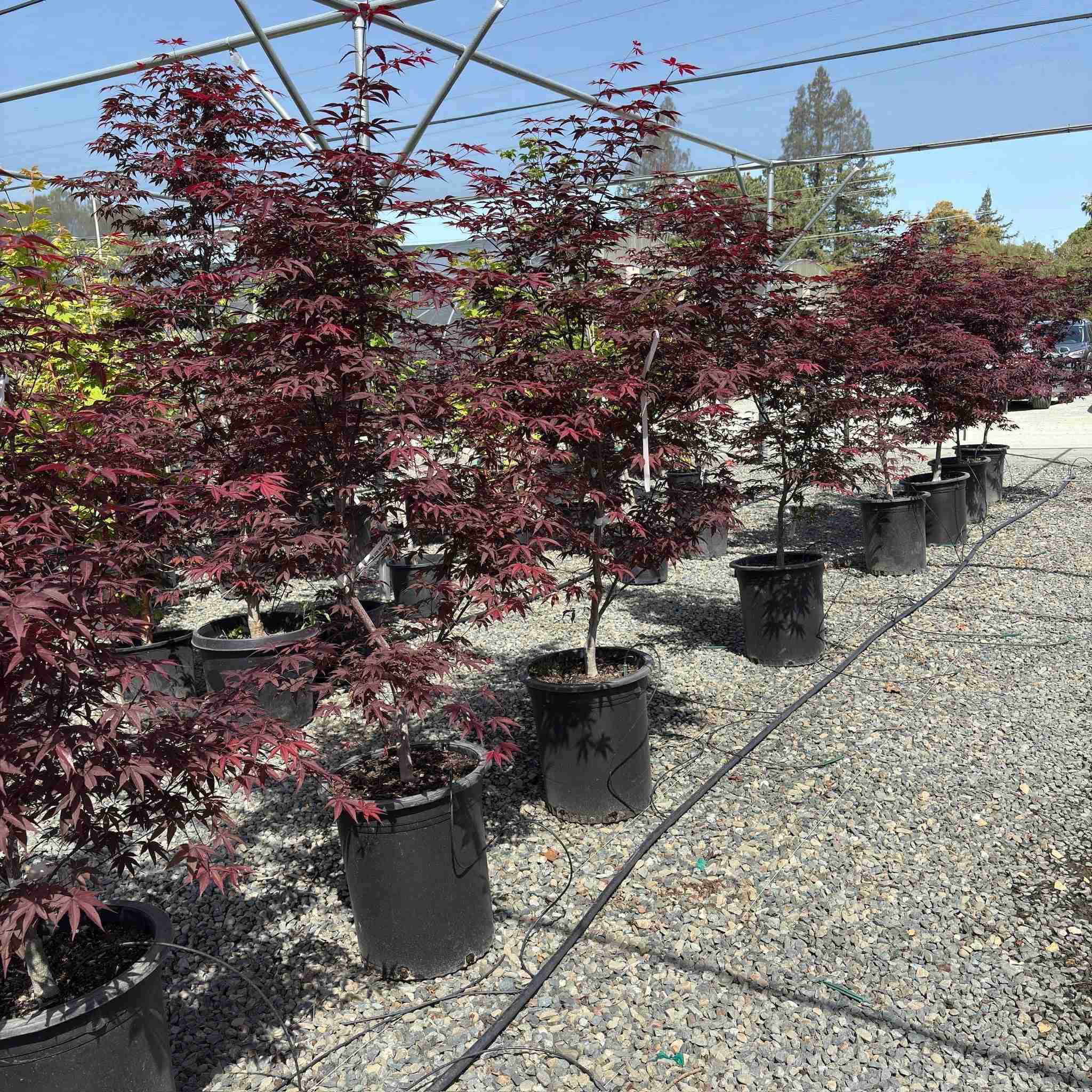 Emperor One Japanese Maple - Image 2