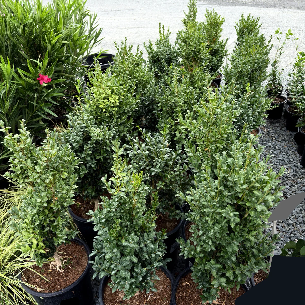 English Boxwood - Image 1