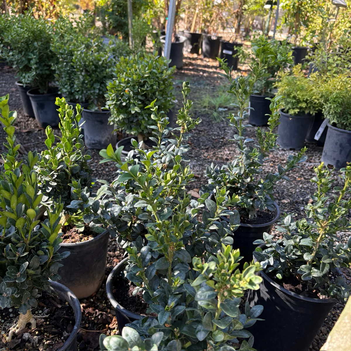 English Boxwood - Image 2