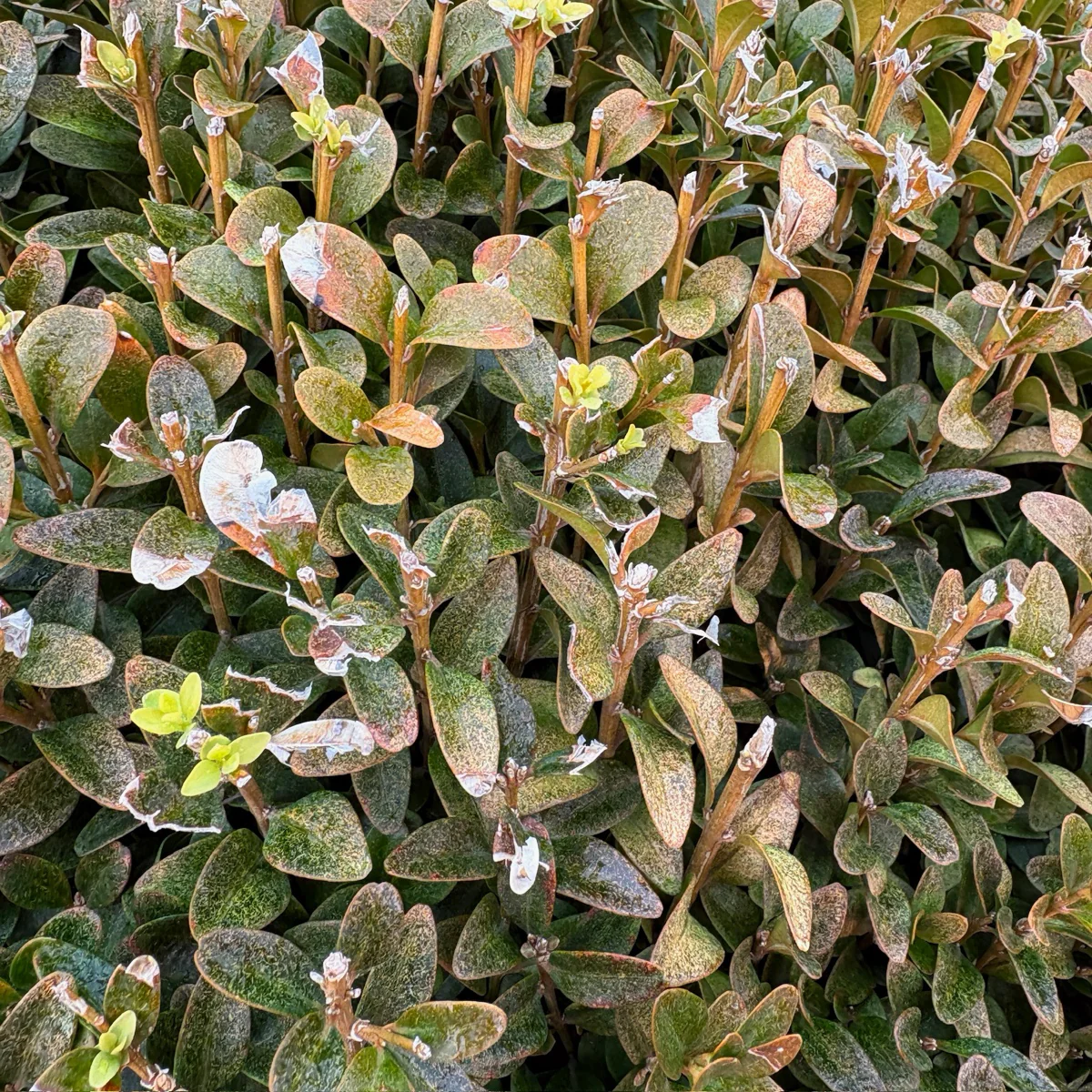 English Boxwood - Image 3