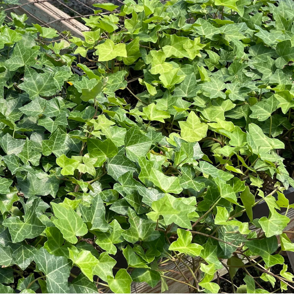 English Ivy - Image 1