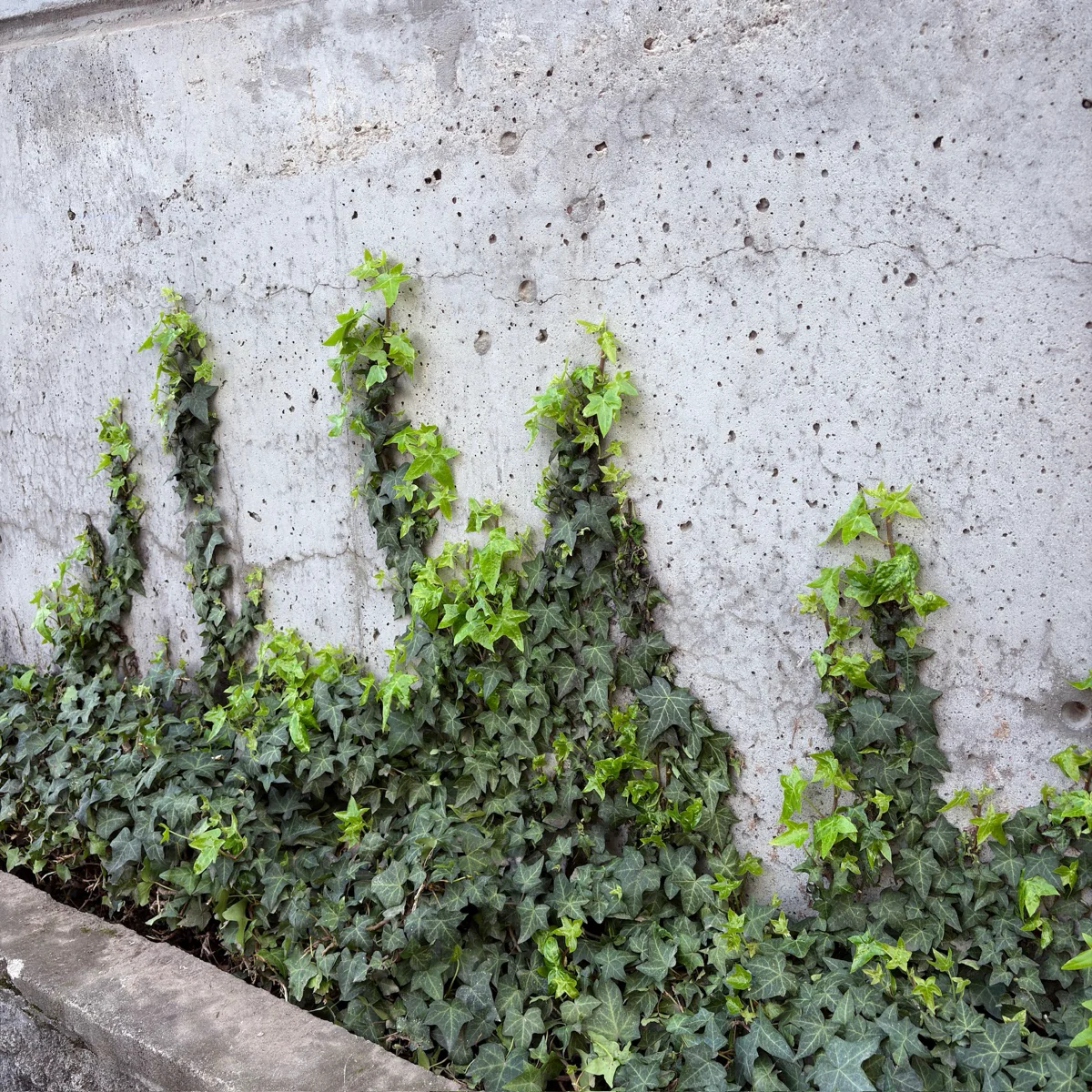 English Ivy - Image 2
