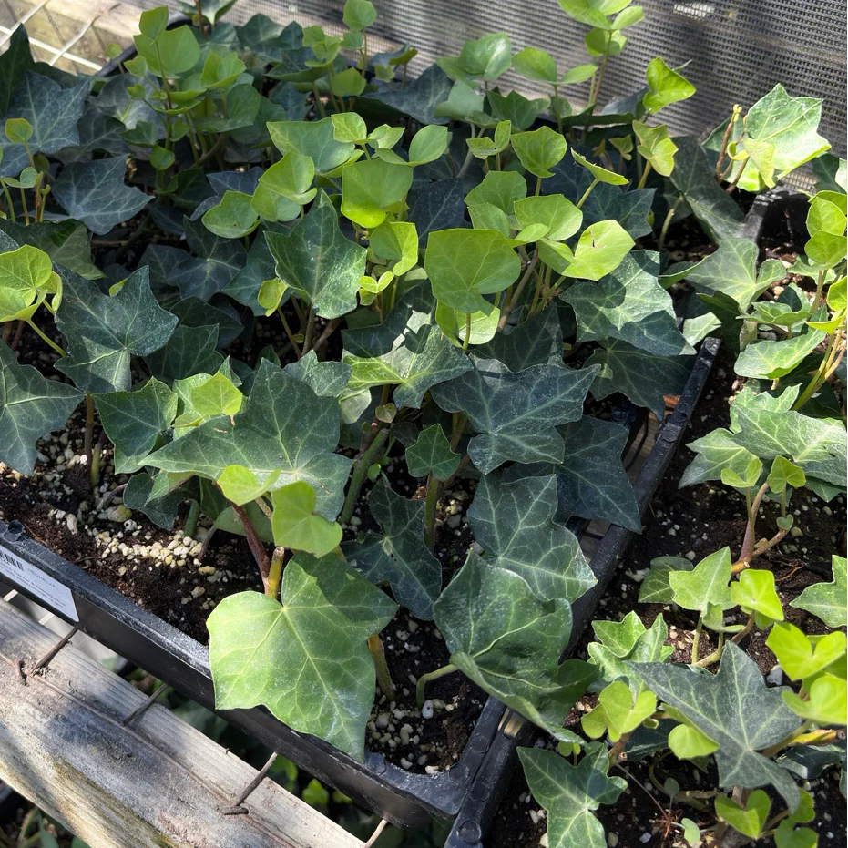 English Ivy - Image 3