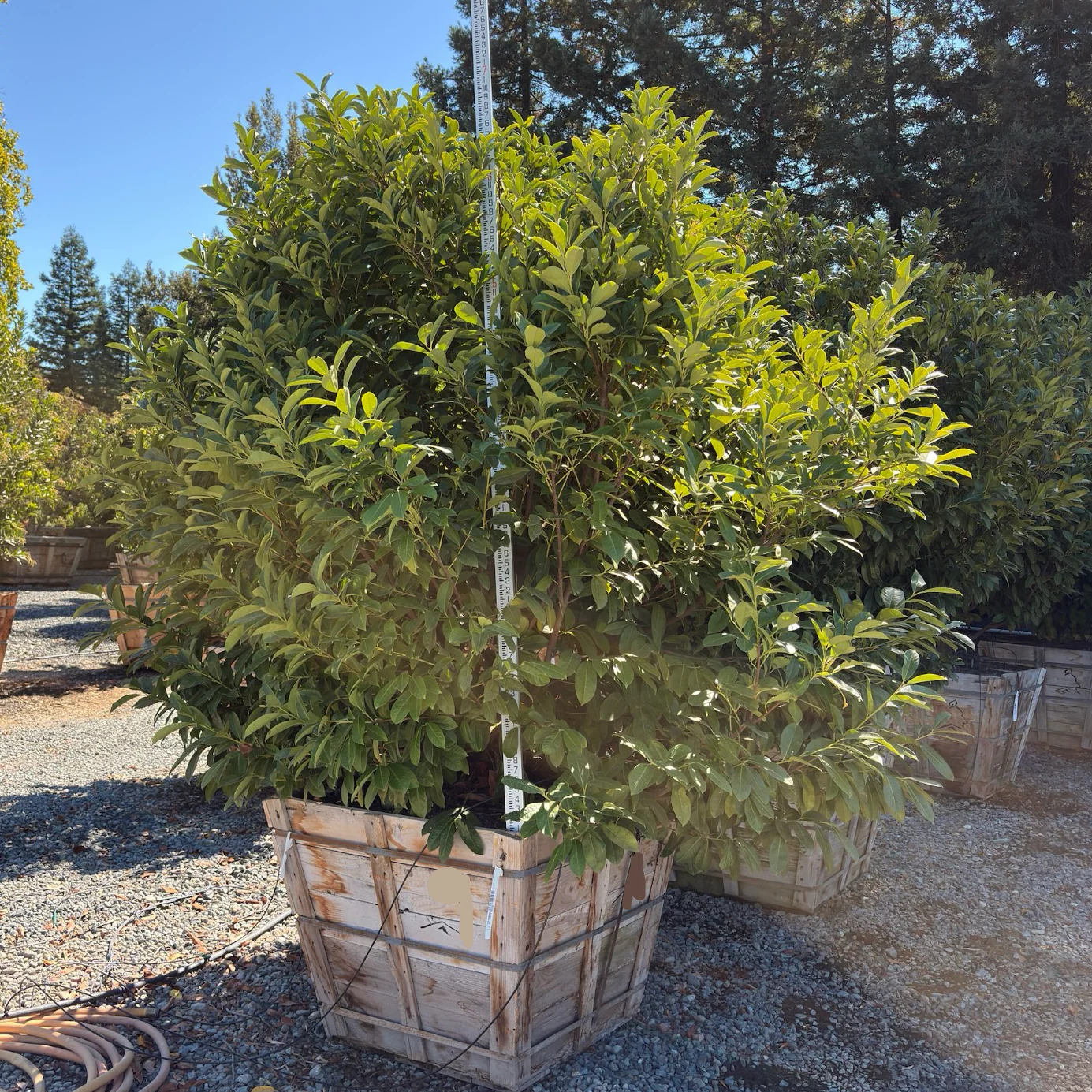 English Laurel