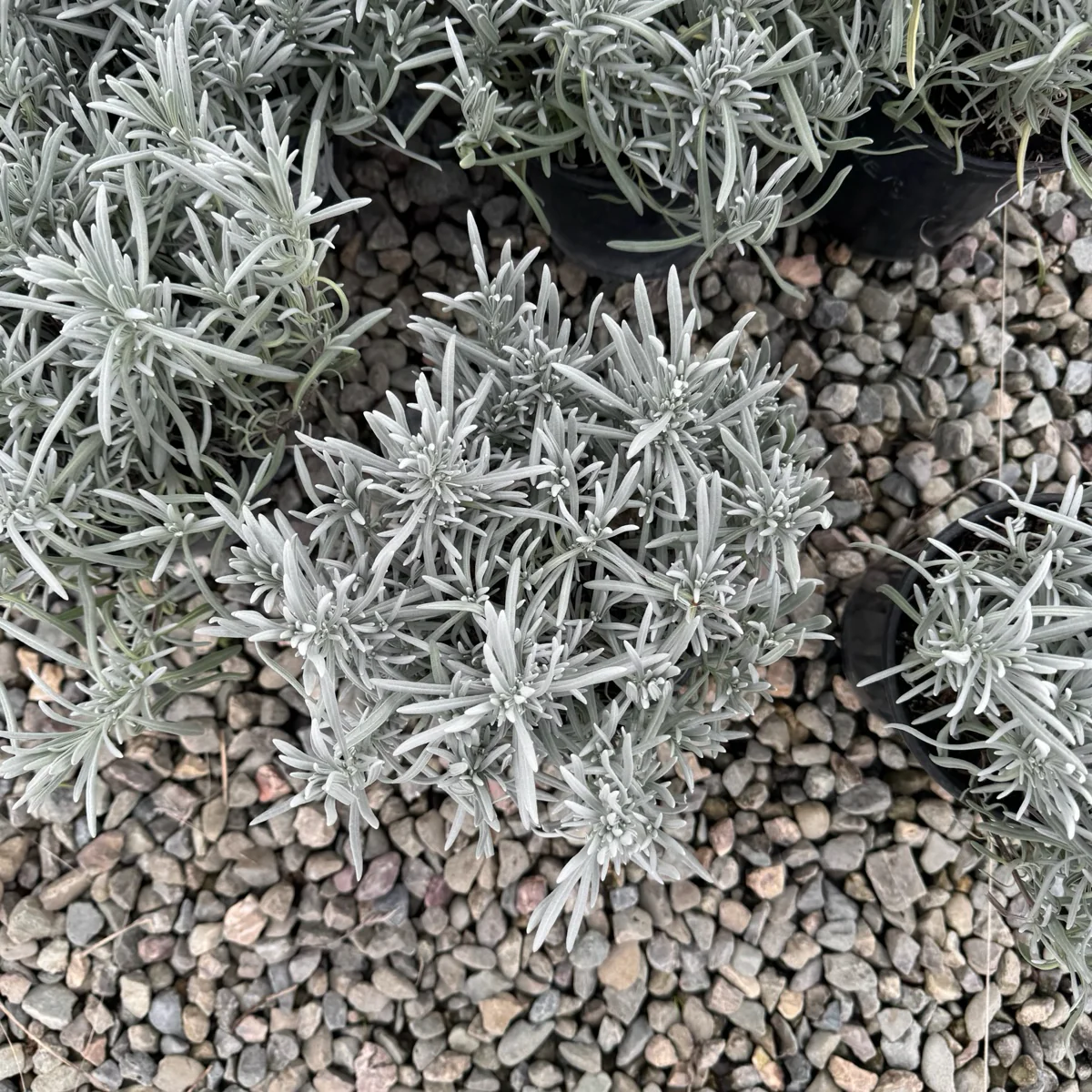 English Lavender - Image 3