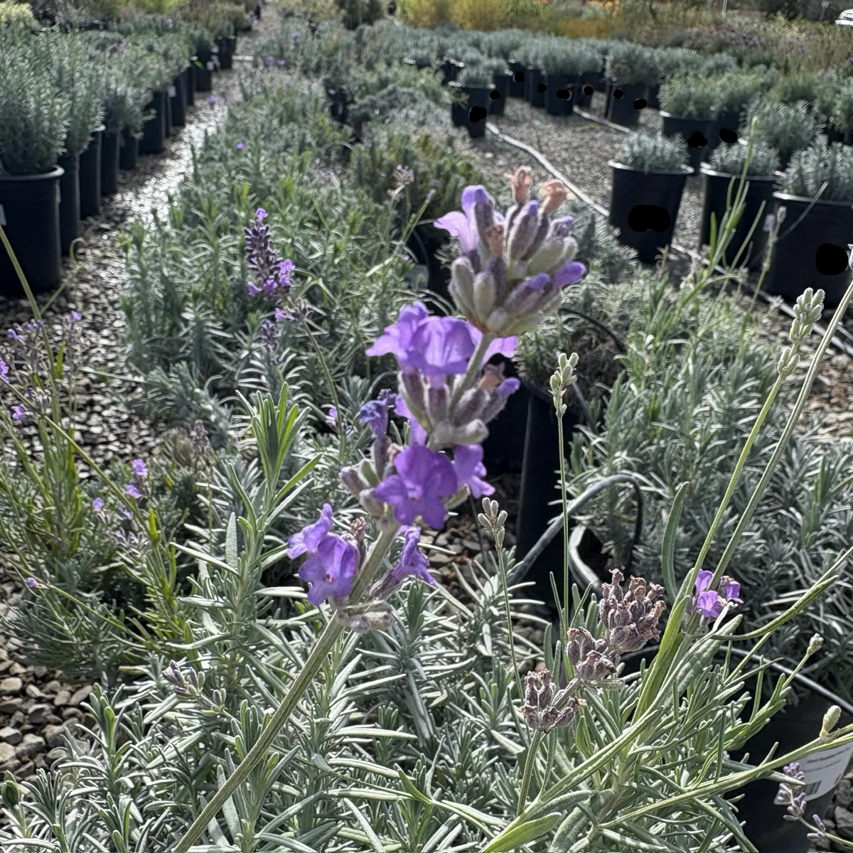 English Lavender - Image 2