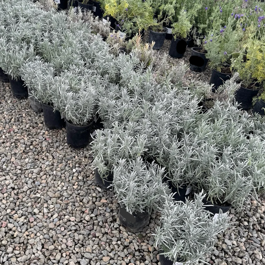 English Lavender - Image 1