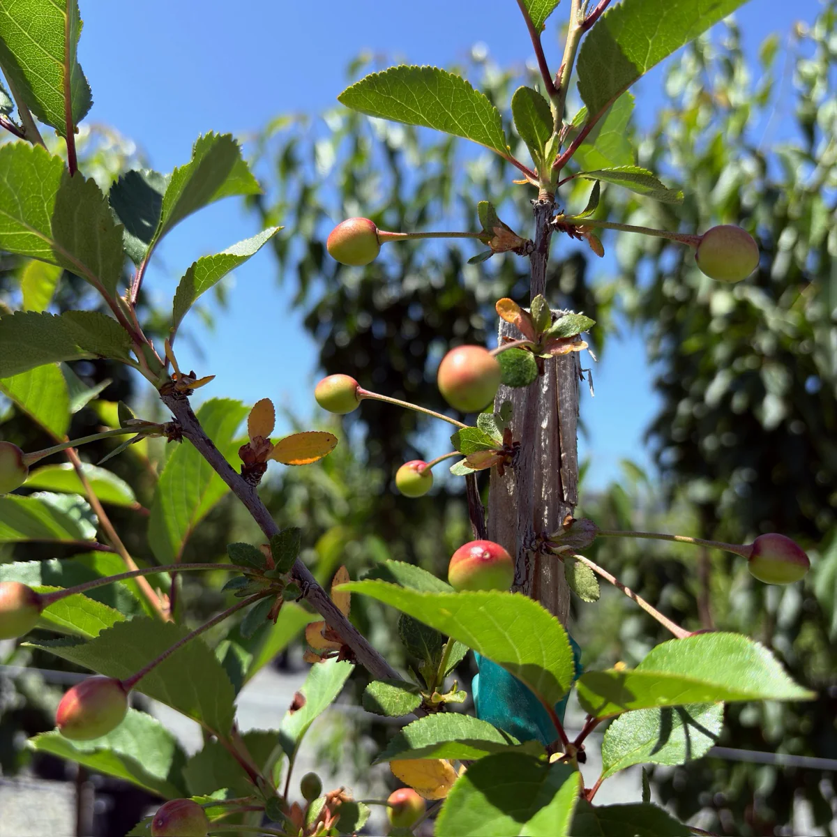 English Morello Sour Cherry - Image 1