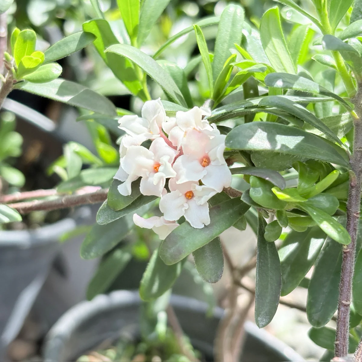 Eternal Fragrance Daphne - Image 2