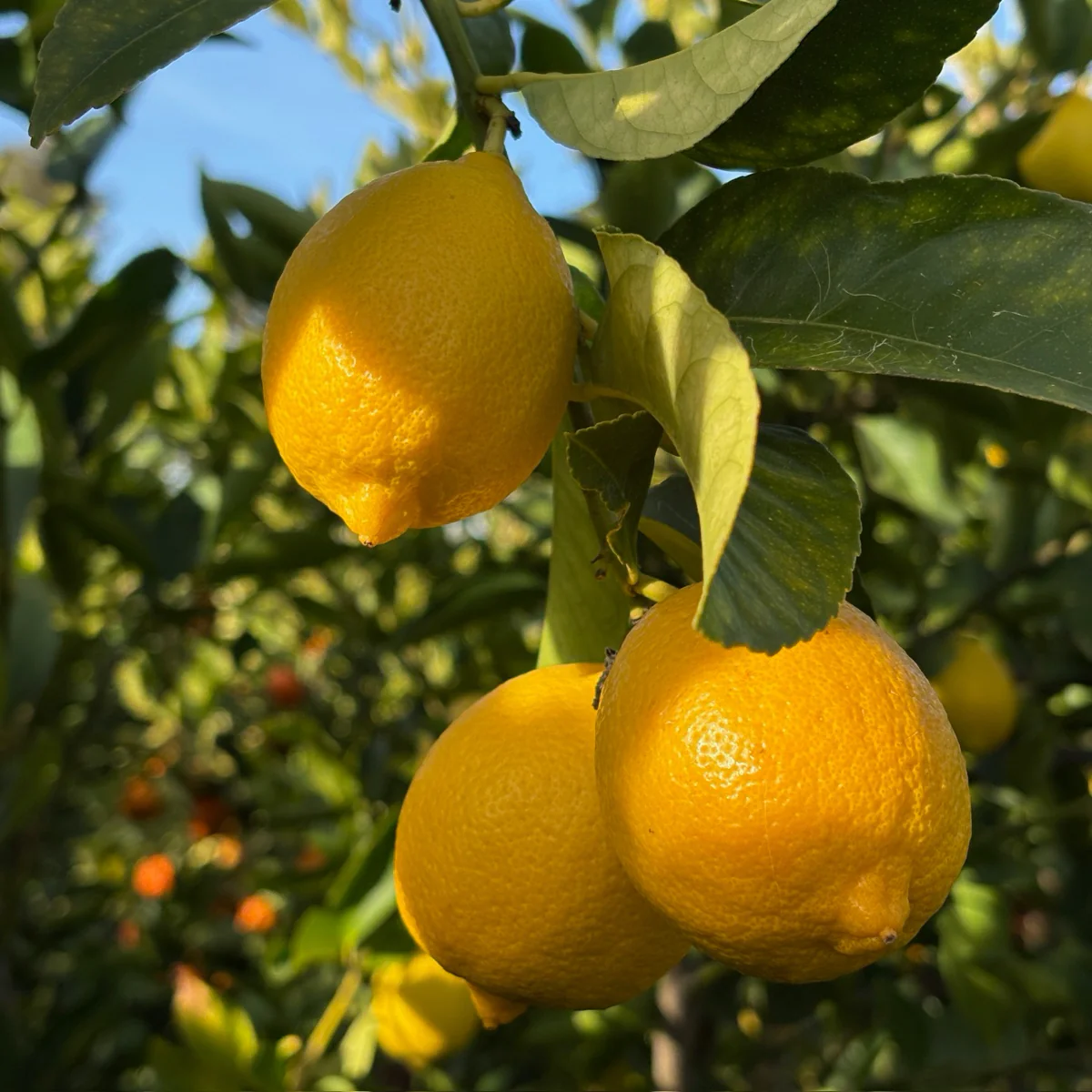 Eureka Lemon