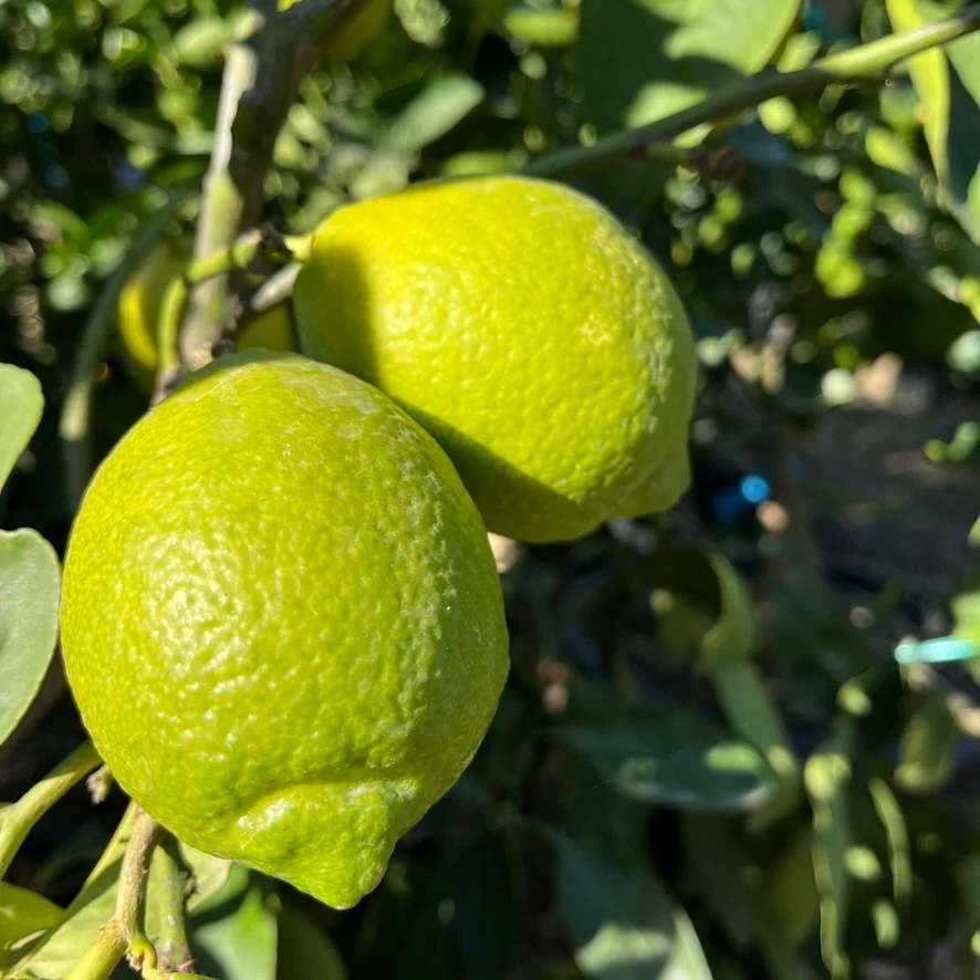 Eureka Lemon - Image 3