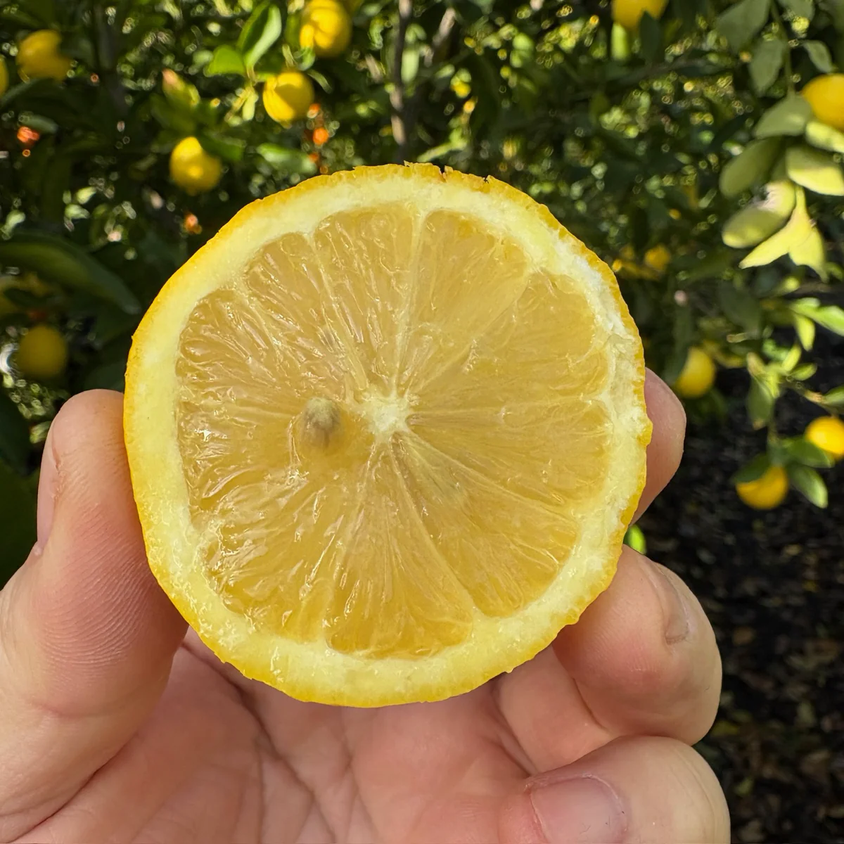 Eureka Lemon - Image 2