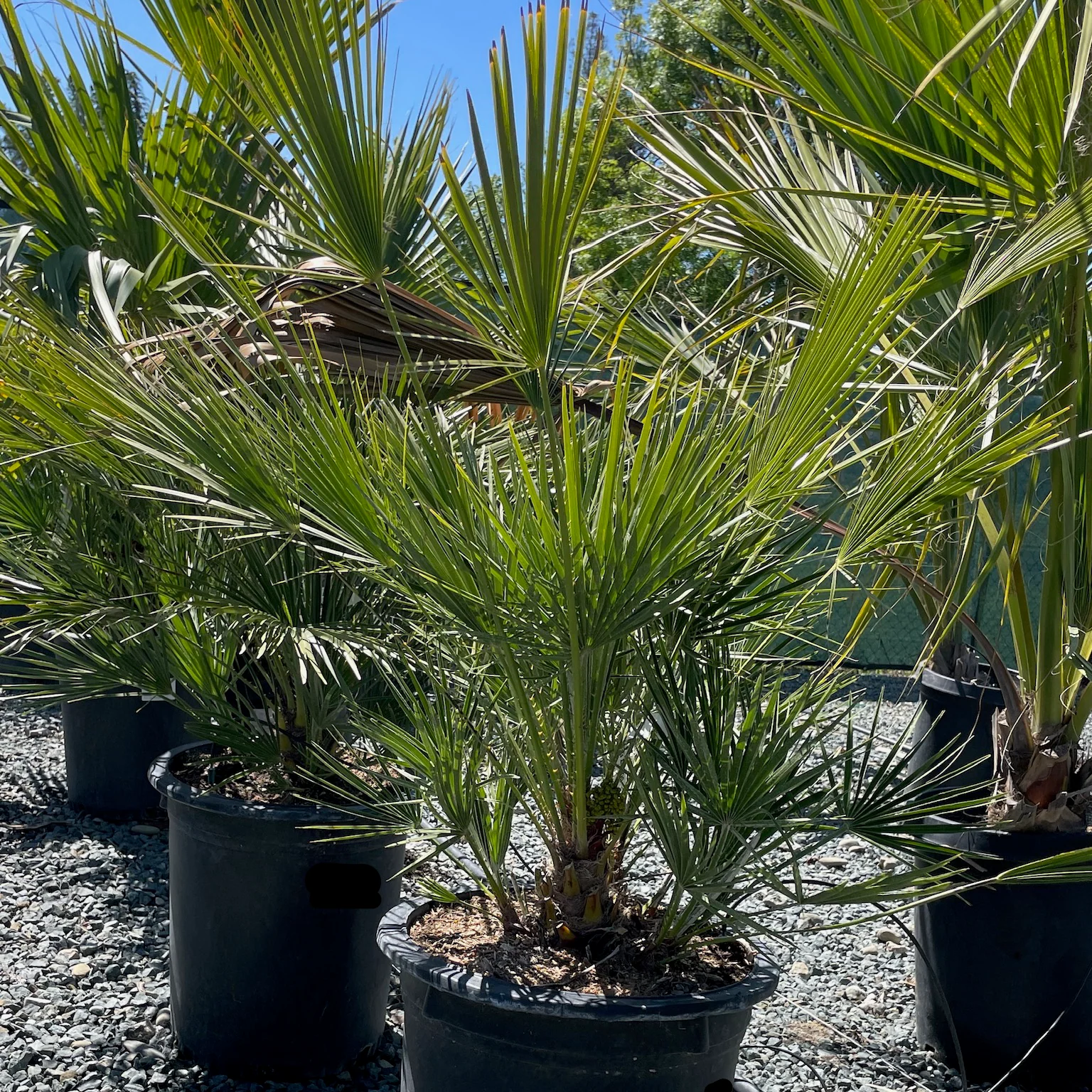 European Fan Palm - Image 3