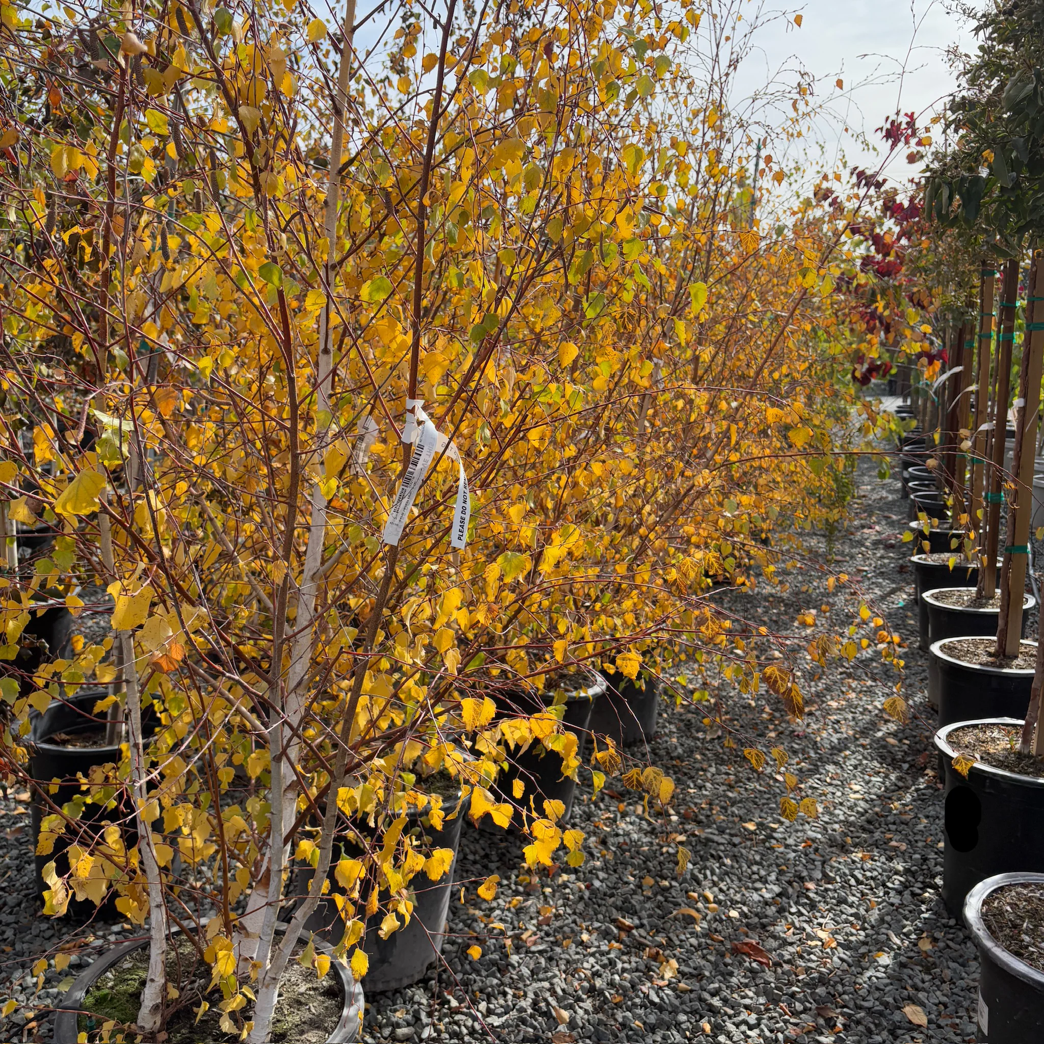 European White Birch - Image 1