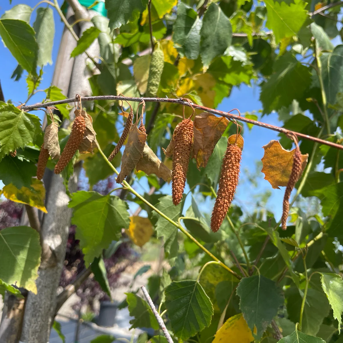 European White Birch - Image 2