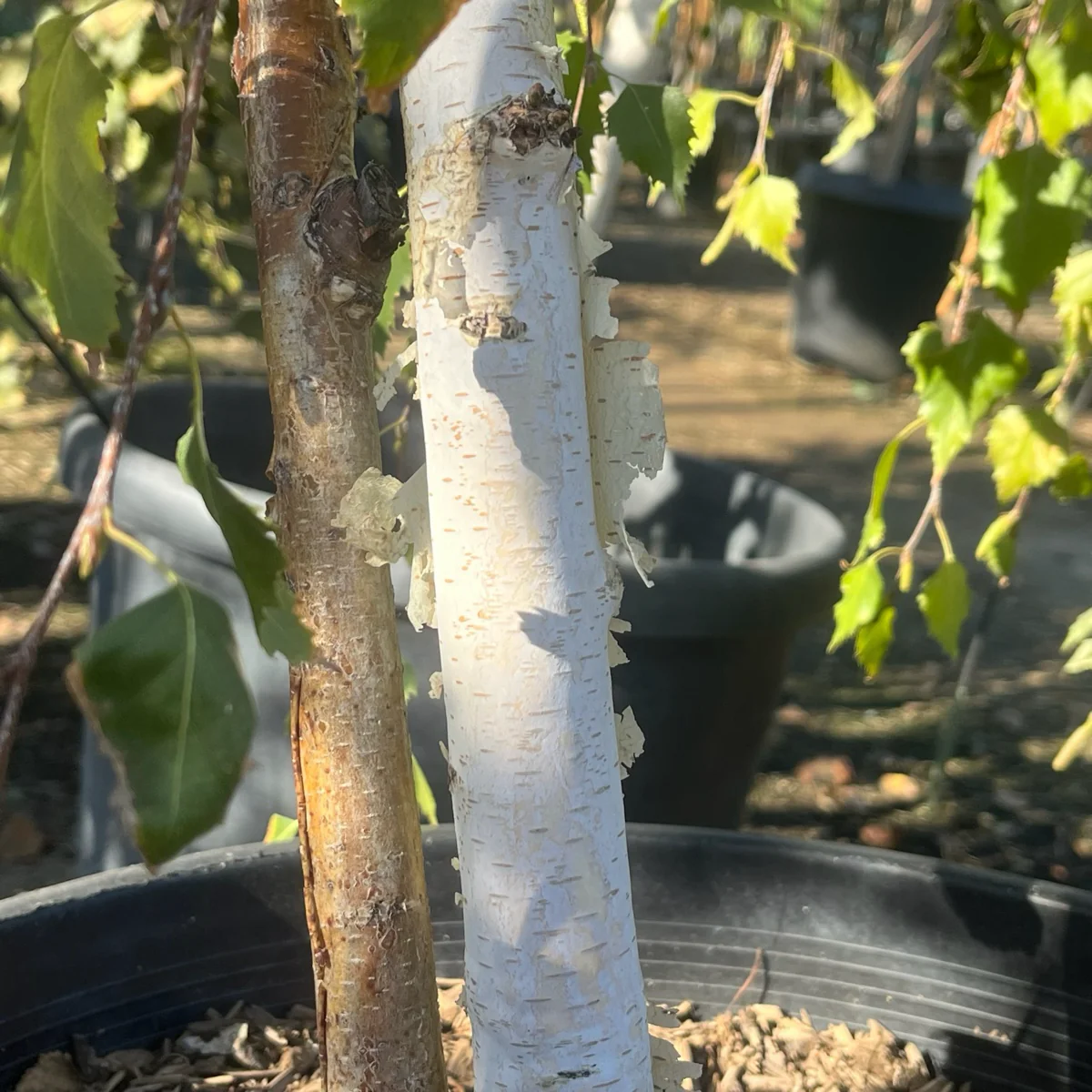 European White Birch - Image 3