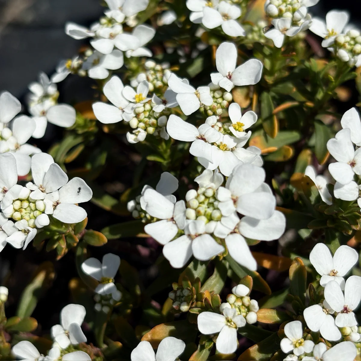 Evergreen Candytuft - Image 1
