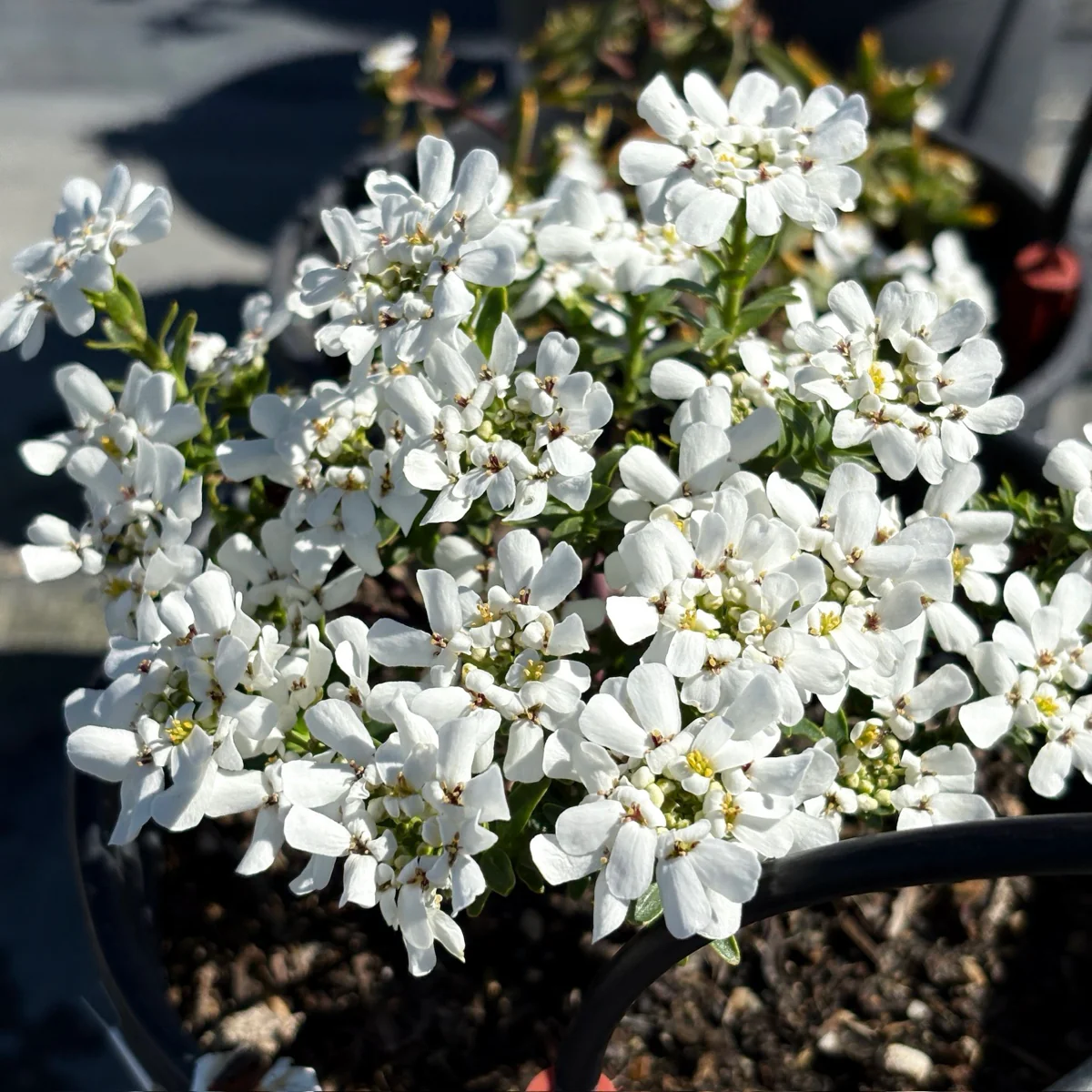 Evergreen Candytuft - Image 2