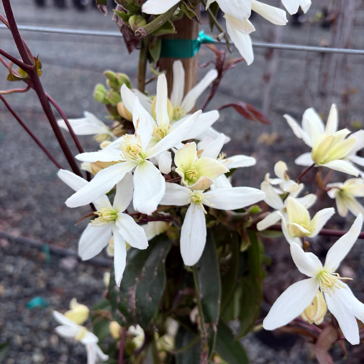 Evergreen Clematis - Image 1