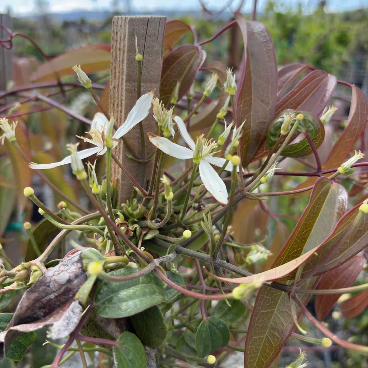 Evergreen Clematis - Image 2