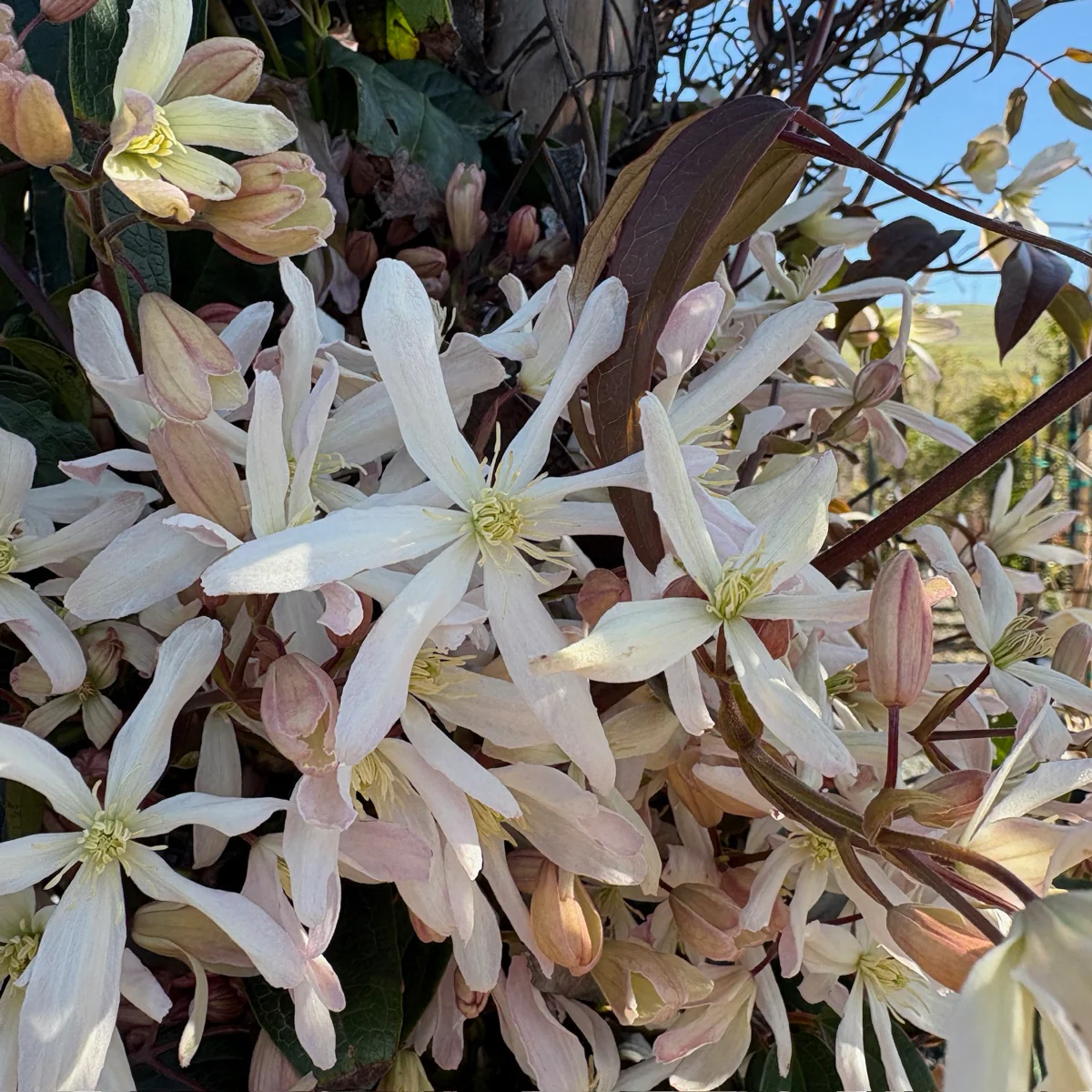 Evergreen Clematis - Image 3
