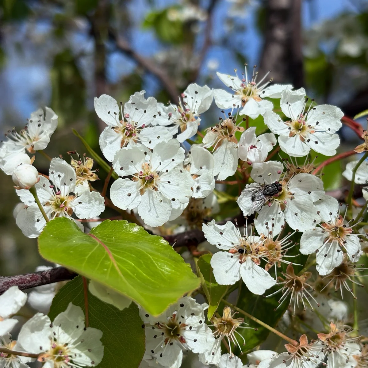 Evergreen Pear Tree - Image 2