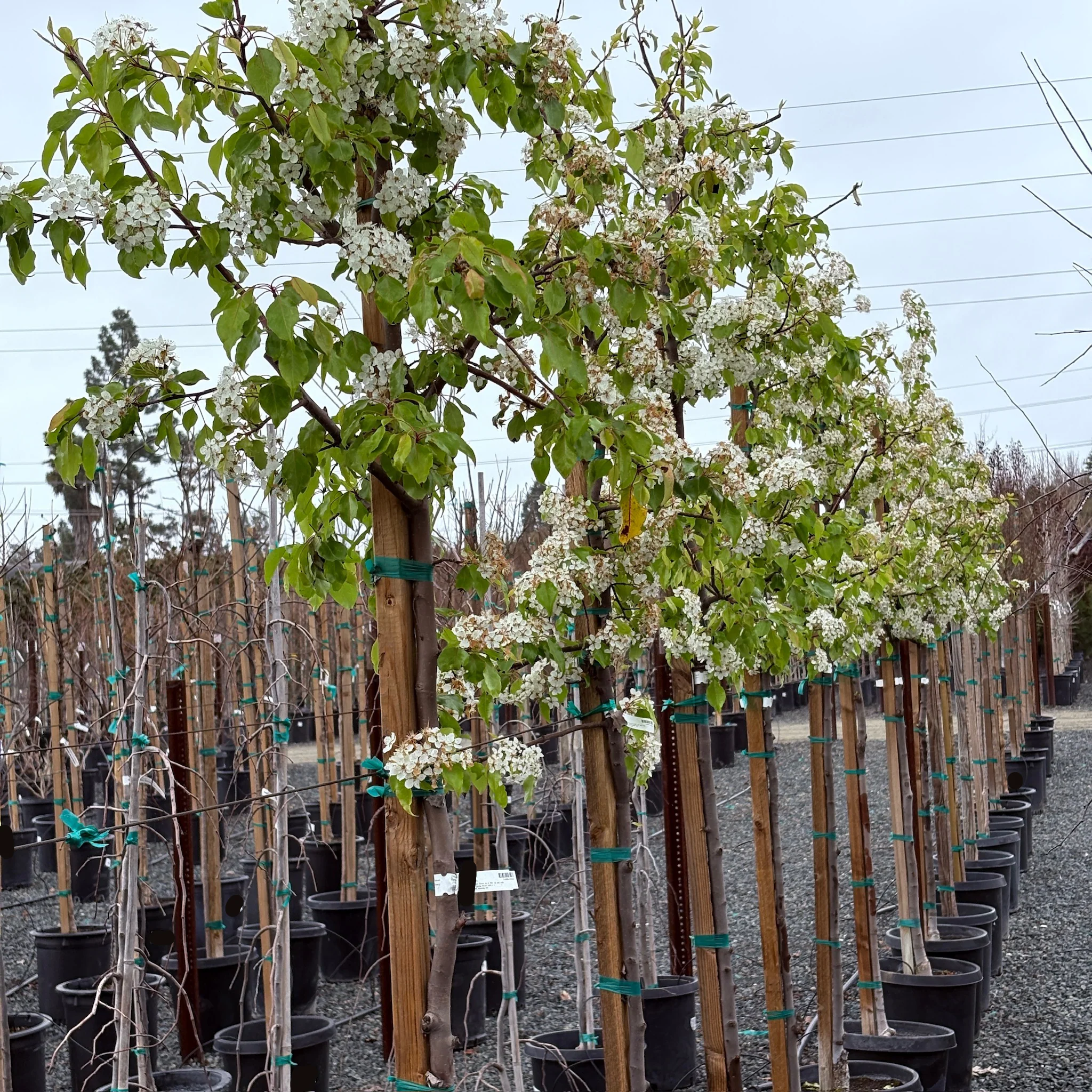Evergreen Pear Tree - Image 3