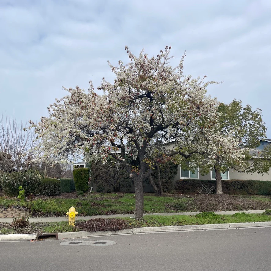 Evergreen Pear Tree