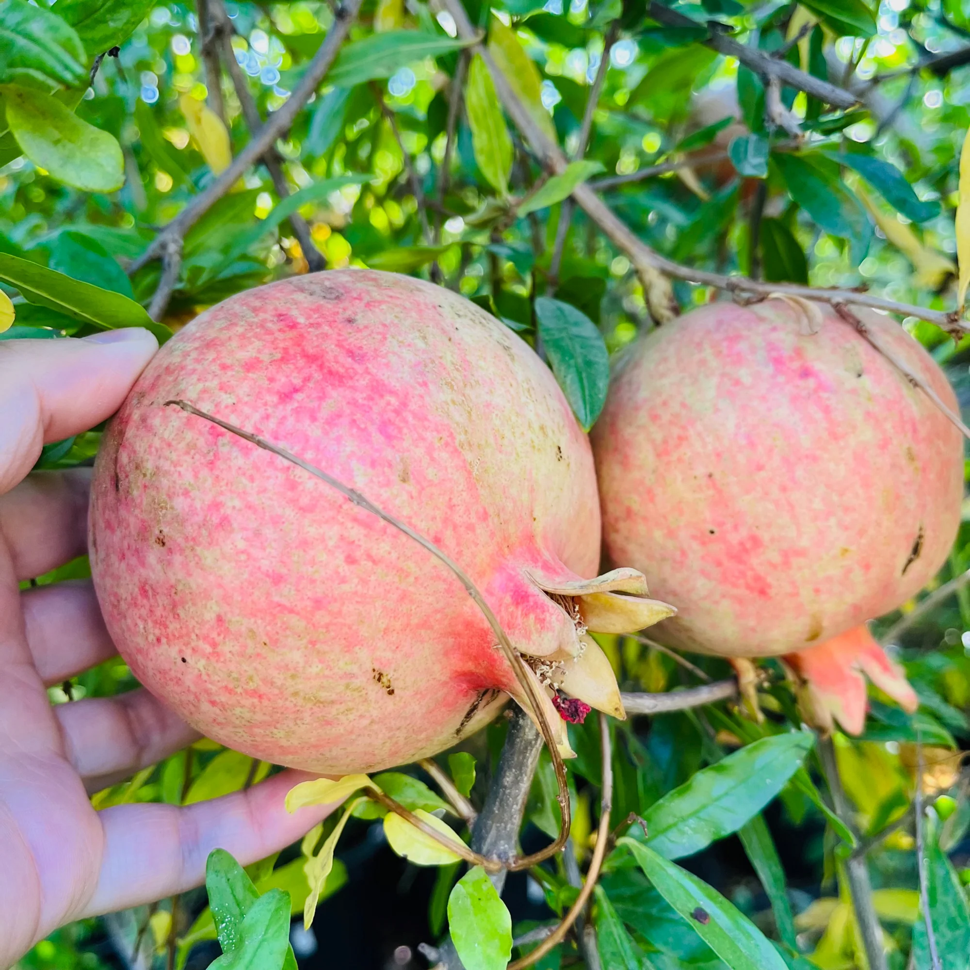 Eversweet Pomegranate