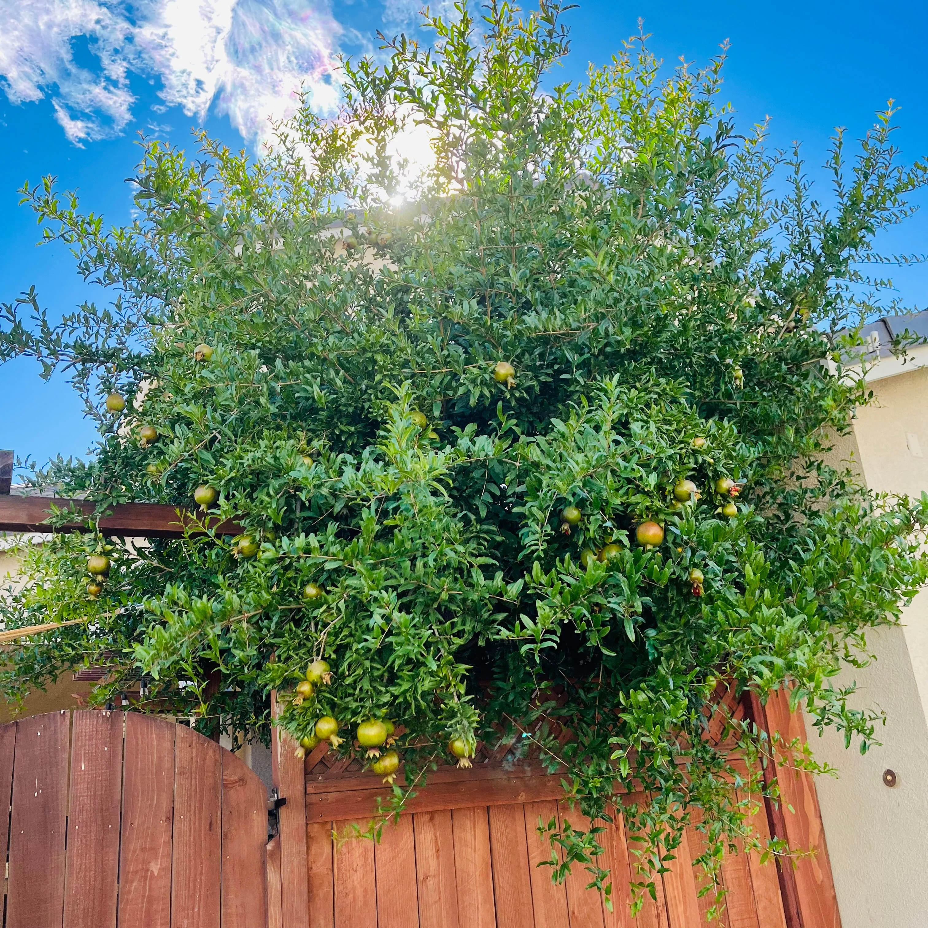 Eversweet Pomegranate - Image 3