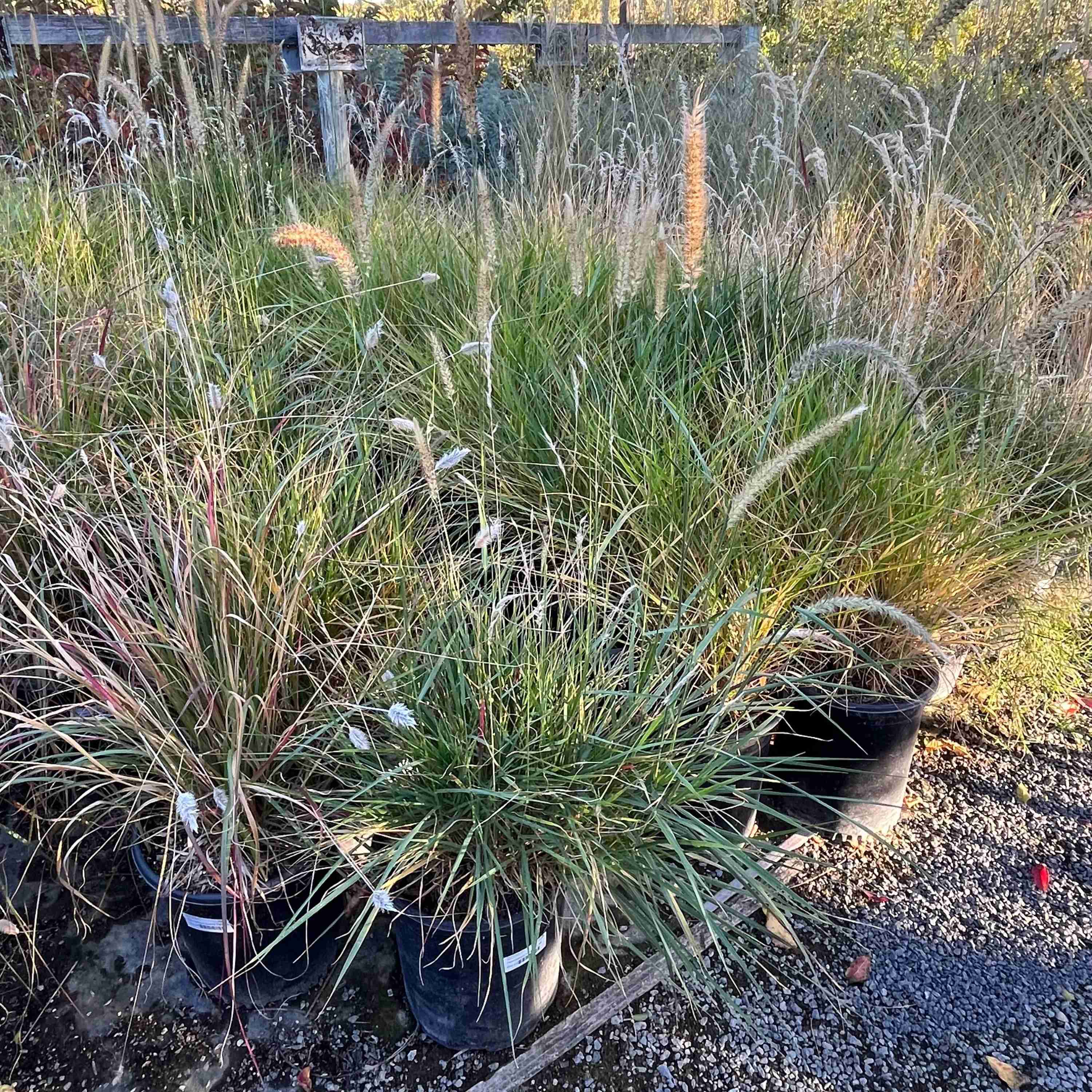 Fairy Tails Fountain Grass - Image 2