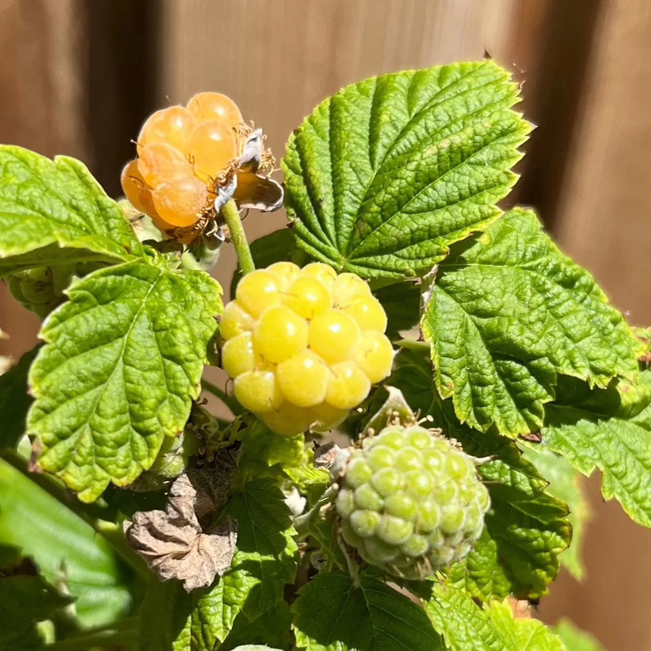 Fall Gold Raspberry - Image 2
