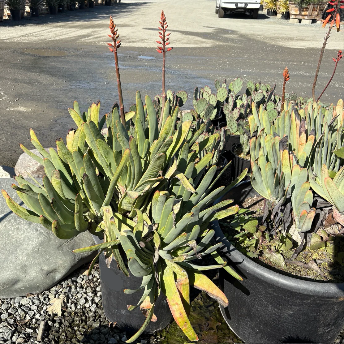 Fan Aloe