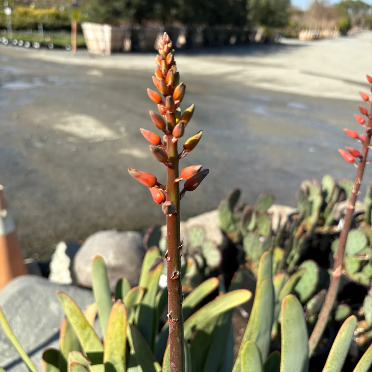 Fan Aloe - Image 2