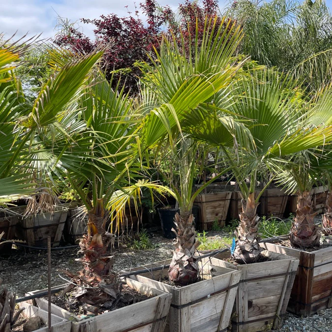 European Fan Palm - Image 1